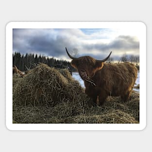 Scottish Highland Cattle Cow 2159 Sticker